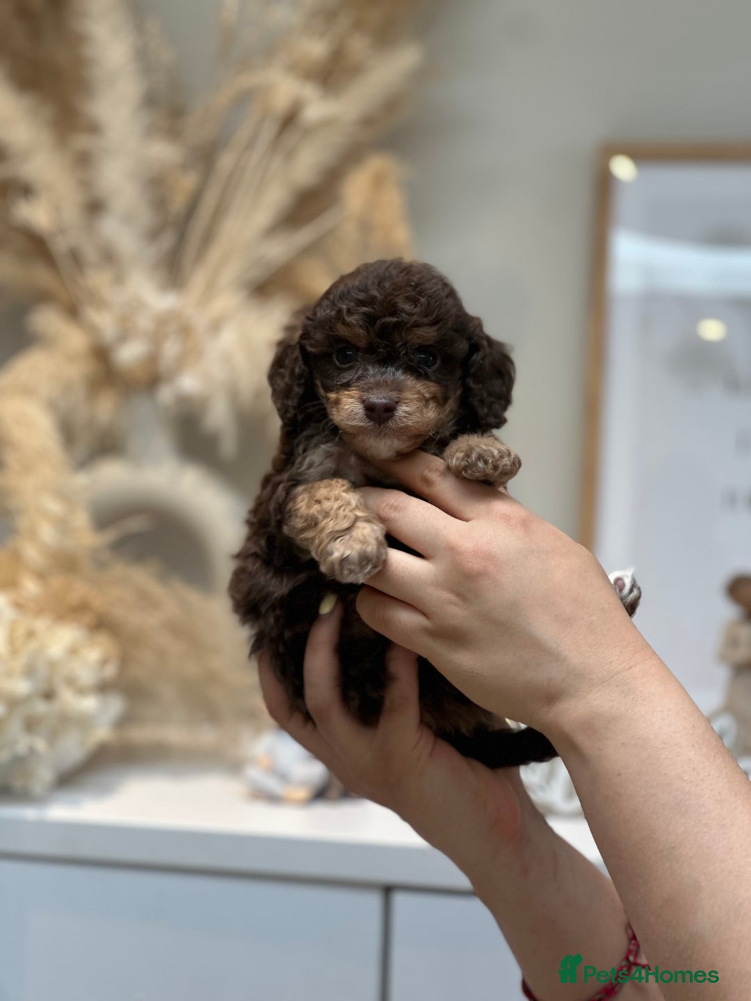 Cavapoo dogs for stud: Premium Cavapoo Chocolate Phantom Parti Stud  in Rickmansworth - Image 25