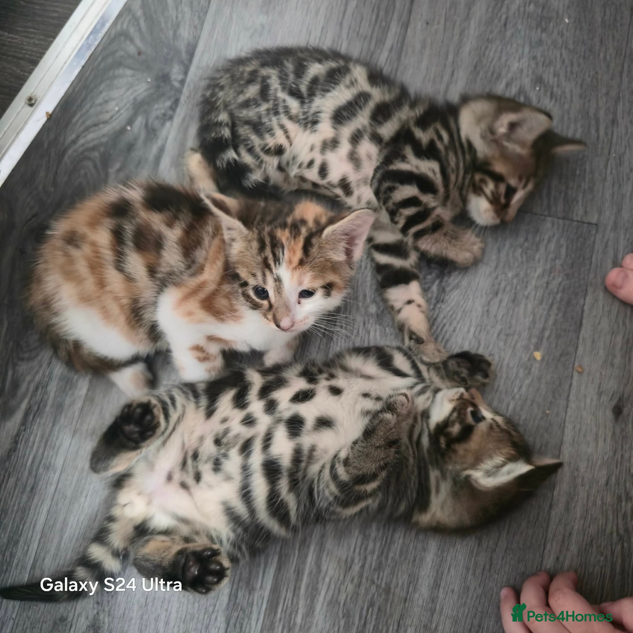 Mixed Breed cats Adorable Bengal x Shorthair Kittens  - Advert 1