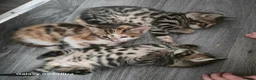 Mixed Breed cats for sale: Adorable Bengal x Shorthair Kittens  - Advert 1