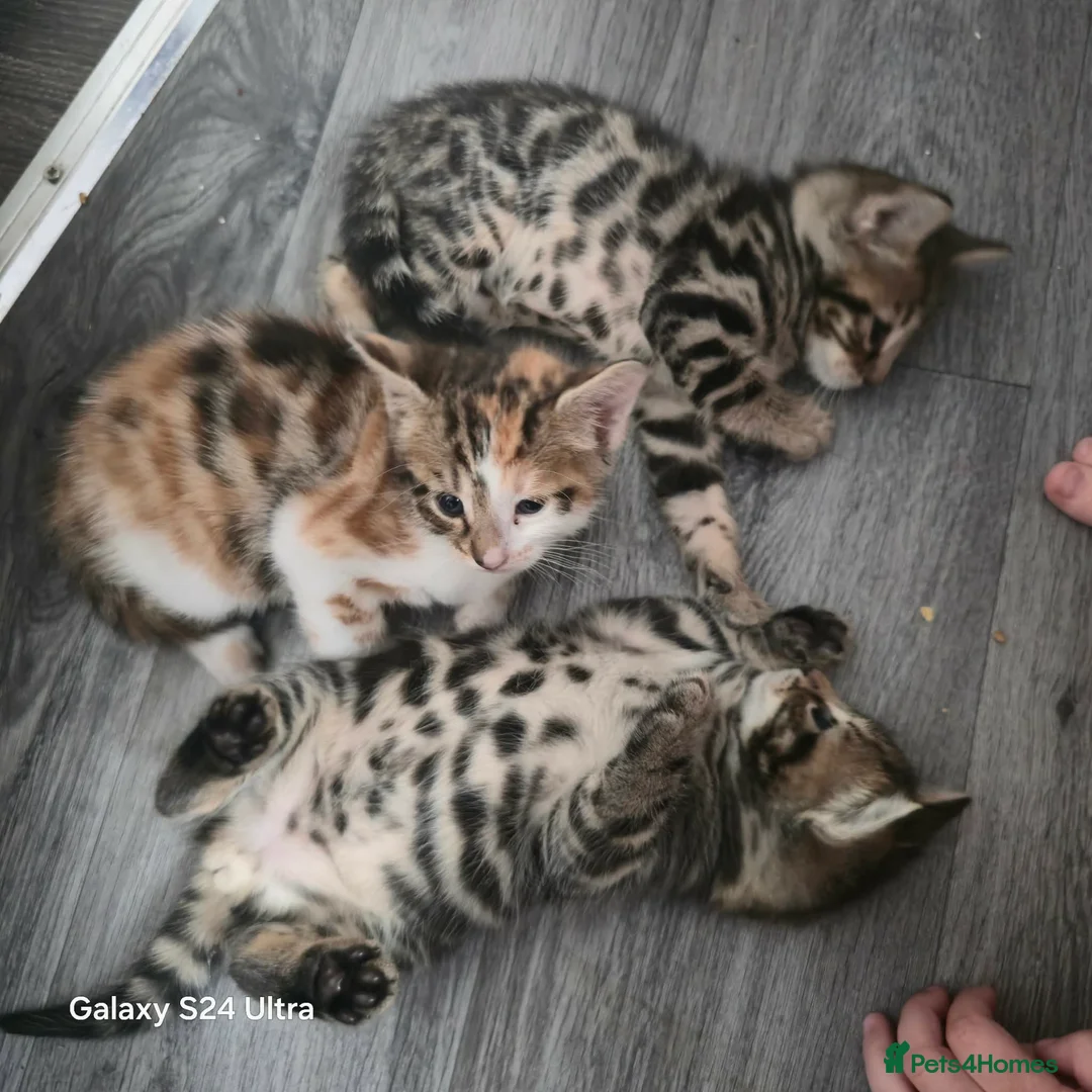 Mixed Breed cats for sale: Adorable Bengal x Shorthair Kittens  - Advert 1