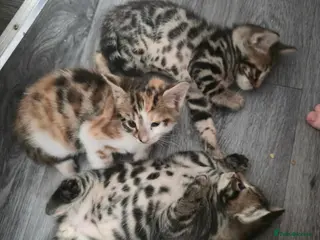 Mixed Breed cats Adorable Bengal x Shorthair Kittens - Advert 2