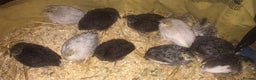 Quail poultry for sale: QUAIL EGGS/CHINESE PAINTED BUTTONS ! - Advert 15