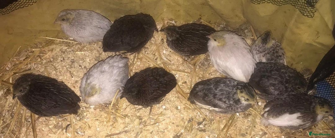 Quail poultry for sale: QUAIL EGGS/CHINESE PAINTED BUTTONS ! - Advert 15