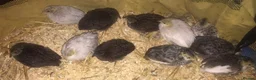 Quail poultry for sale: QUAIL EGGS/CHINESE PAINTED BUTTONS ! - Advert 15