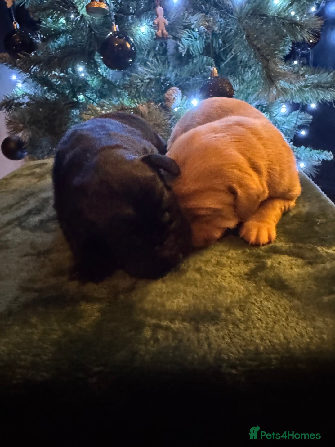 Labrador Retriever dogs for sale: KC Registered Labrador Retriever Puppies - Advert 4