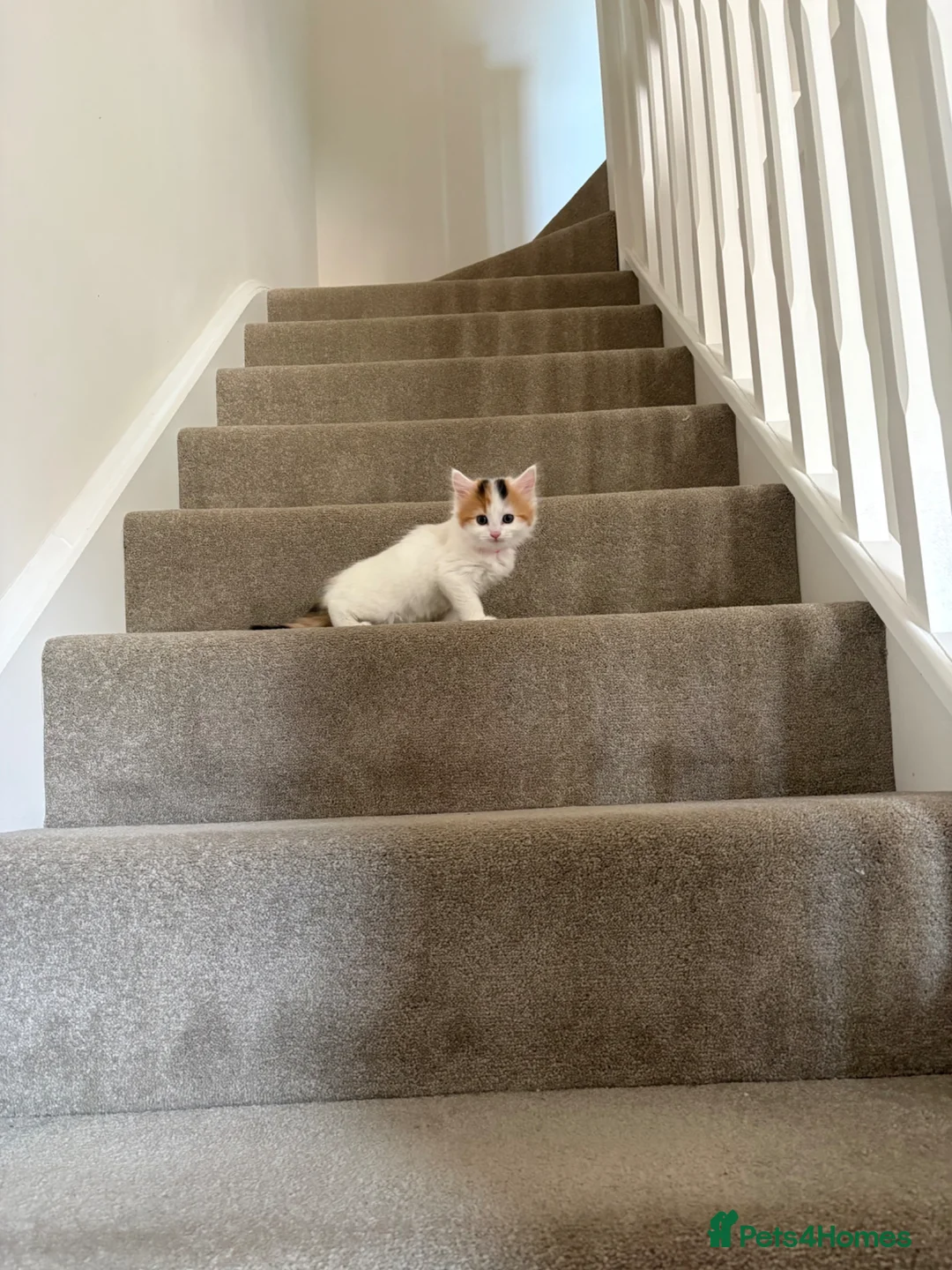 Mixed Breed cats for sale: 8 week fluffy kitten in Dewsbury - Advert 3