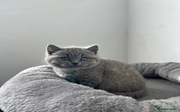 British Shorthair cats for sale:  👑 GCCF Purebred British Shorthair kittens 👑 - Image 8