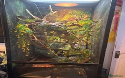 Chameleon reptiles for sale: Chameleon for sale  - Image 3