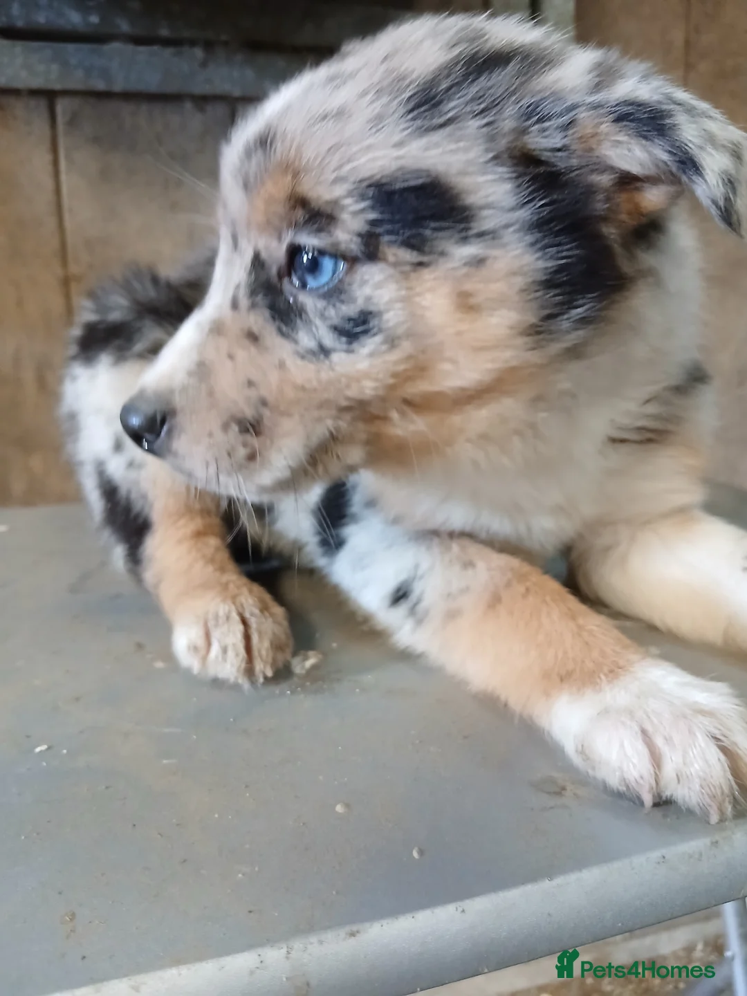 Border Collie dogs for sale: Blue merl border collies - Advert 4