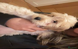 Cockapoo dogs for sale: Honey sweet cockapoo looking for her forever home - Image 3