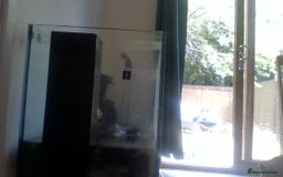 Other/Mixed Breed fish for sale: fish tank  - Image 3