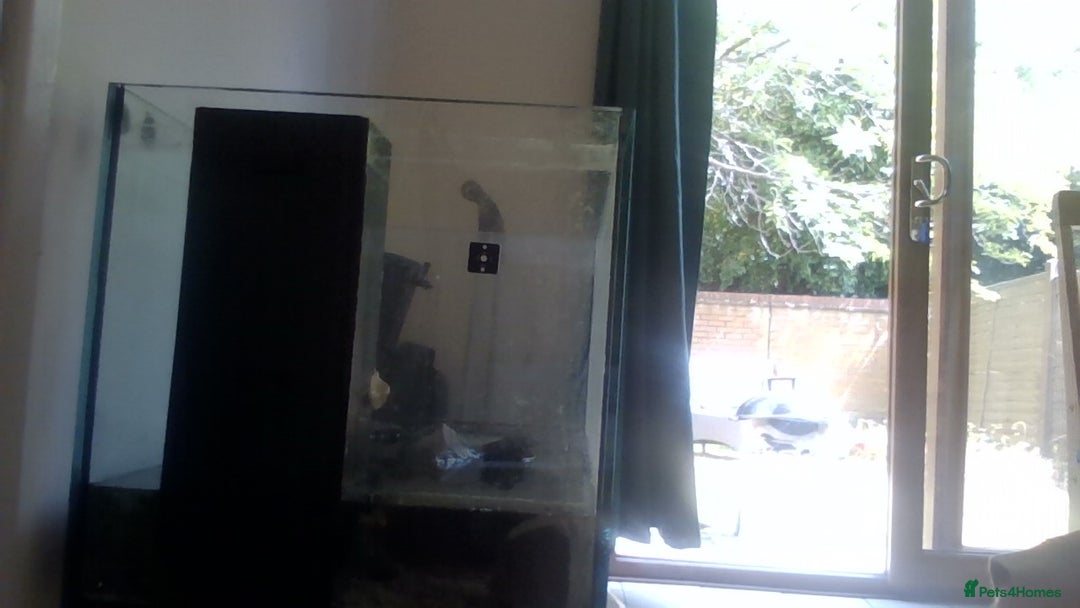 Other/Mixed Breed fish for sale: fish tank  - Image 3