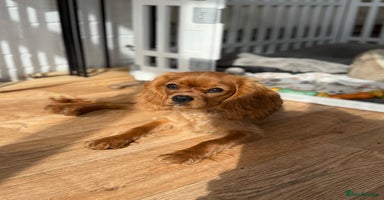 Cavalier King Charles Spaniel dogs - Advert 1