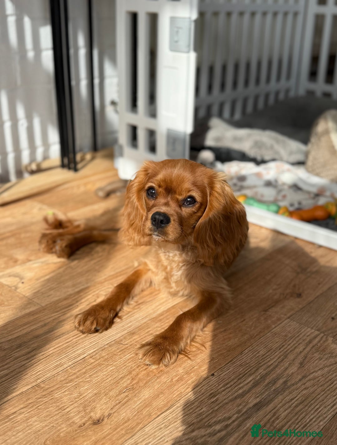 Cavalier King Charles Spaniel dogs for sale: KC reg, pedigree CKCS girl, ready to go - Image 3