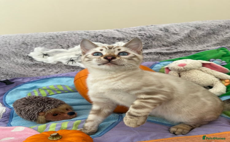 Bengal cats - Advert 6