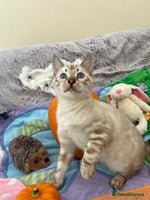 Bengal cats - Advert 4