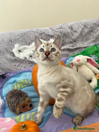 Bengal cats - Advert 8