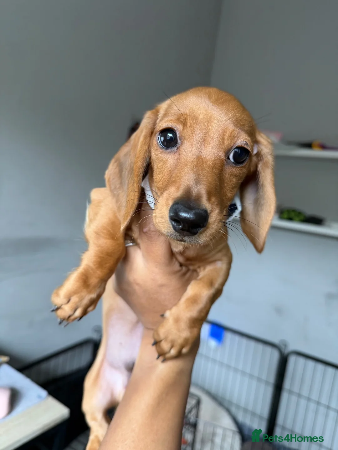 Miniature Dachshund dogs for sale: KC reg Mini Dachsund Puppies - Advert 1