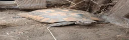 Hermann Tortoise reptiles for sale: Hermann's tortoise 🐢 mature male in Wellingborough - Advert 4