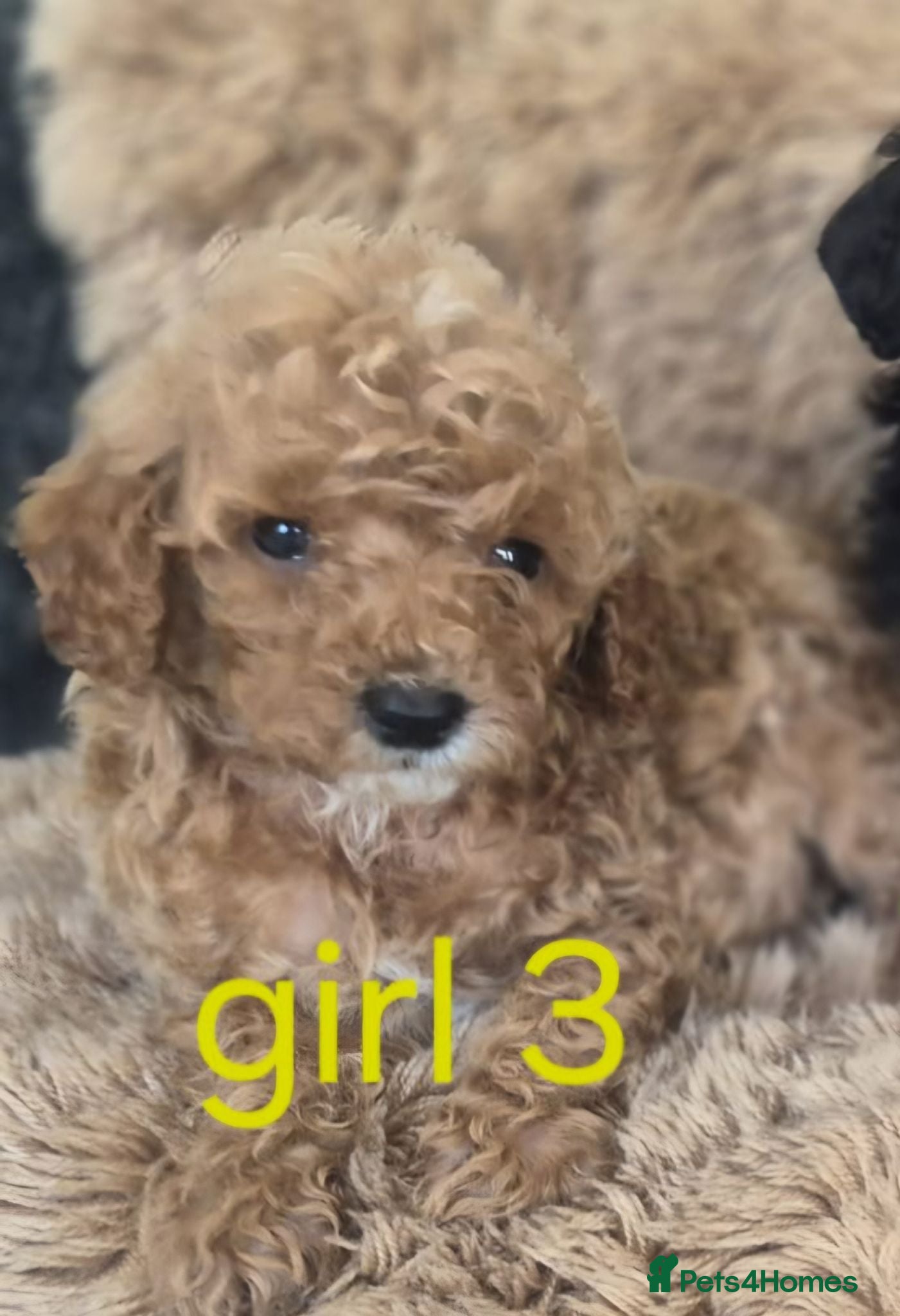 Toy Poodle dogs Toy poodle 🐩 kc registered mum and dad  - Advert 2