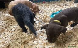Mixed Breed dogs for sale:  8 Kelpie x labrador Puppies for sale  - Image 3