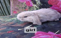 Mini Lop rabbits for sale: Baby mini lop rabbits /bunnies - Image 1
