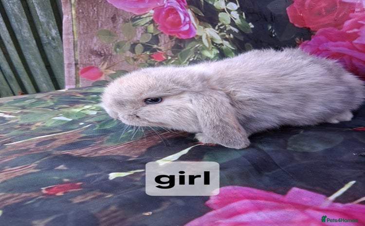 Mini Lop rabbits - Advert 9