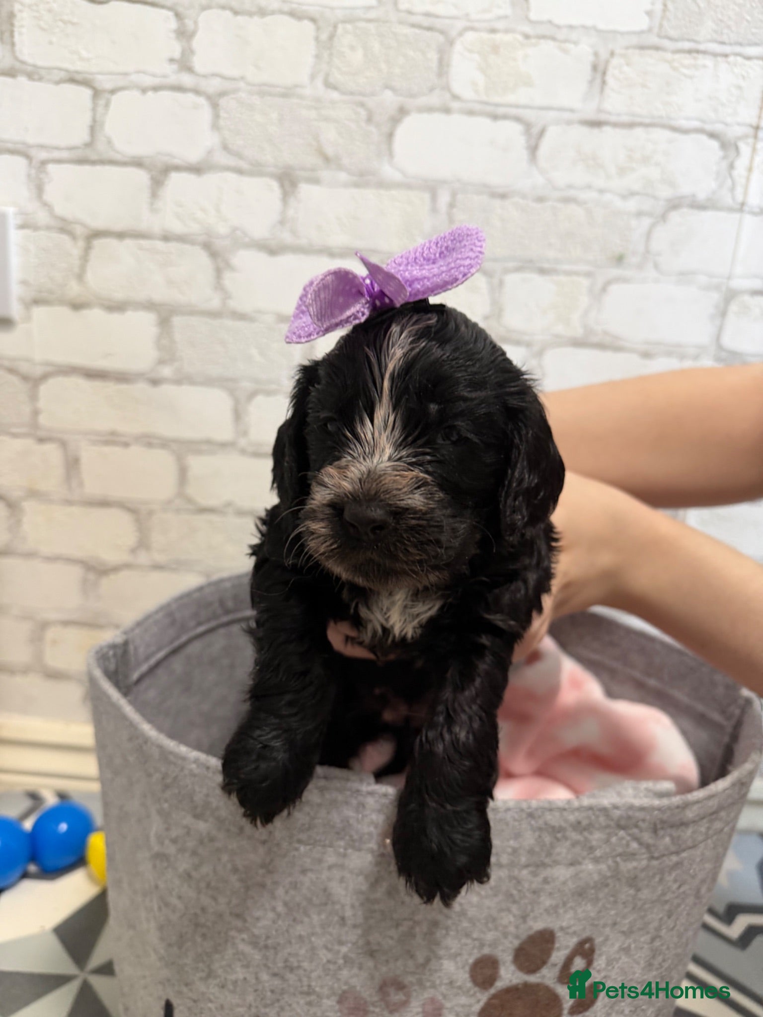 Cockapoo dogs F1B cockapoo puppies from my chocolate girl  - Advert 2