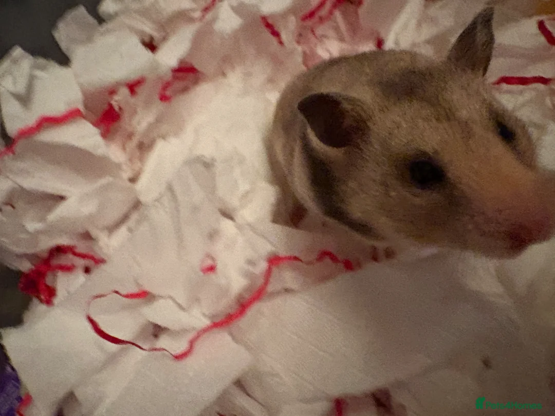Hamster rodents for sale: Syrian hamster in London - Advert 1