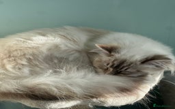 Ragdoll cats for sale: Tortie, Lynx, Chimera pure ragdoll girls - Image 6