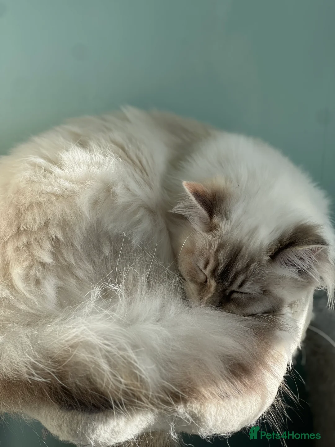 Ragdoll cats for sale: Blue Tortie Lynx kittens pure ragdolls - Advert 14