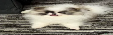 Pomeranian Puppy 4