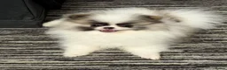 Pomeranian dogs for sale: Pomeranian Boy left Price Reduce! - Advert 14