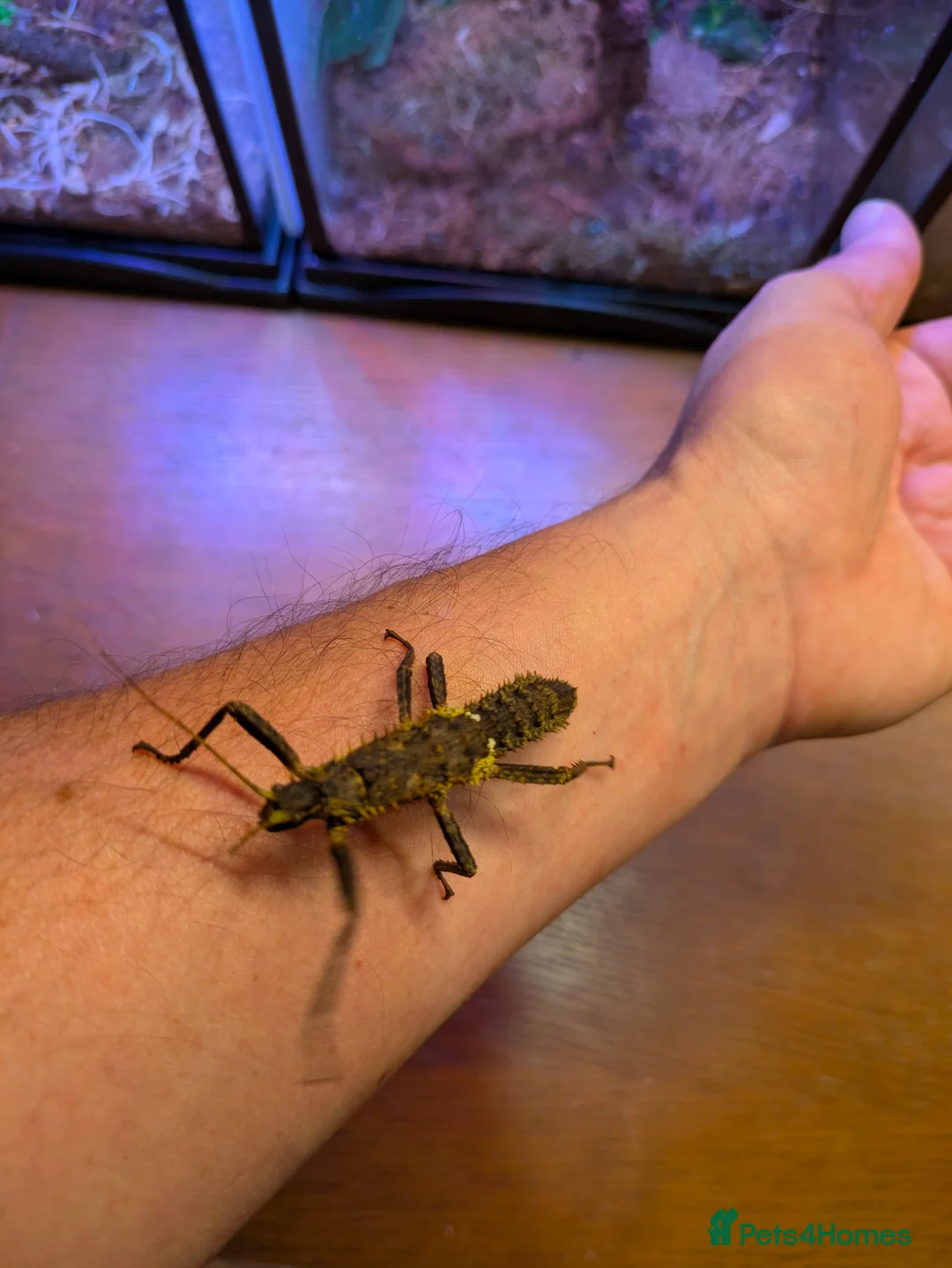 Stick Insects invertebrates for sale: Stick Insects - Eurycantha & Necroscia  - Advert 4