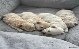 Poochon dogs for sale: 4 Girls Poochon white/Beige 2 reserved 2 avaliable - Image 5