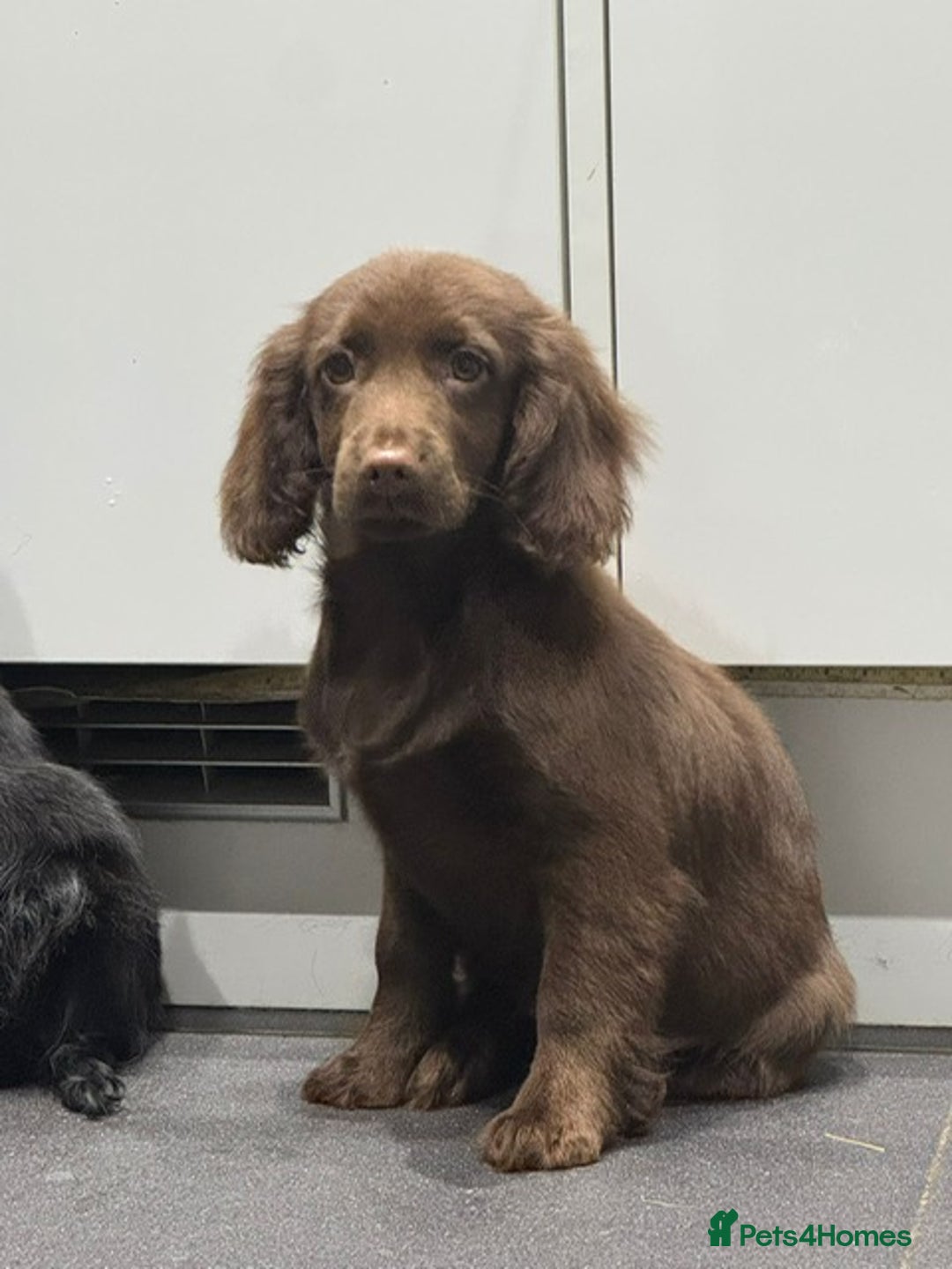 Cockapoo dogs for sale: Silver merle cockapoo puppies  - Advert 3