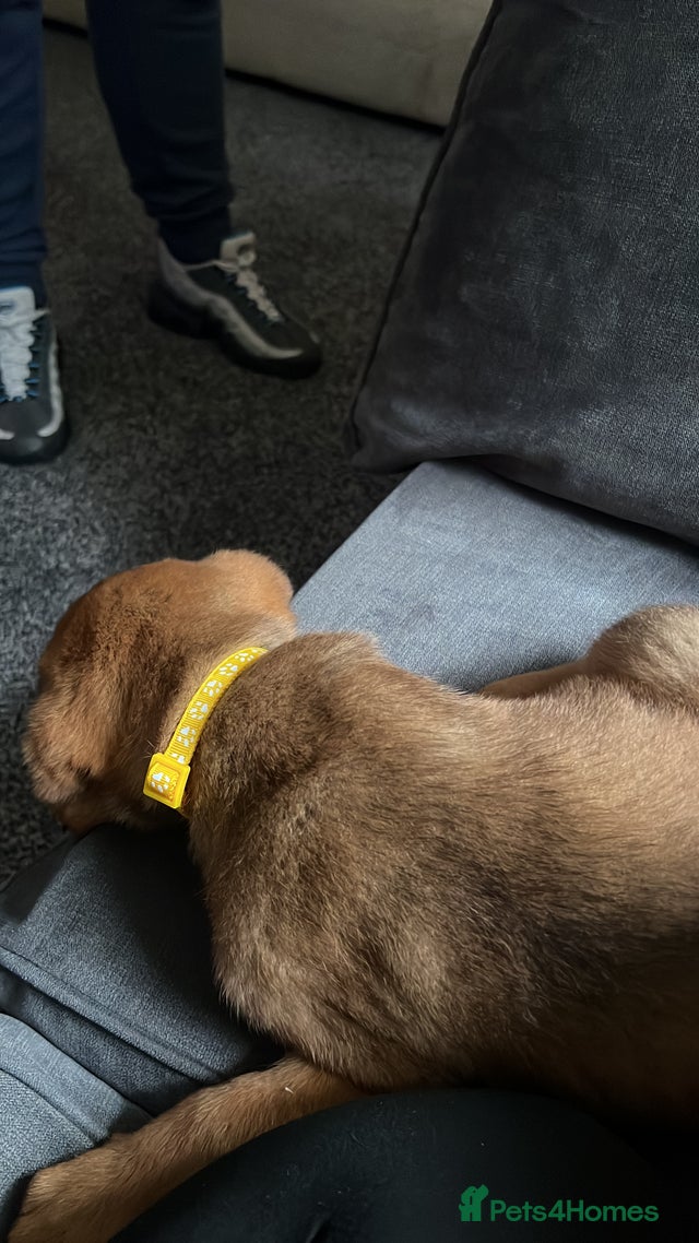 Rottweiler cross shar pei for sale in Bilston | Pets4Homes