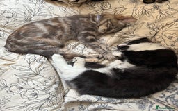 British Longhair cats for sale: Beautiful male kitten Koa  - Image 2