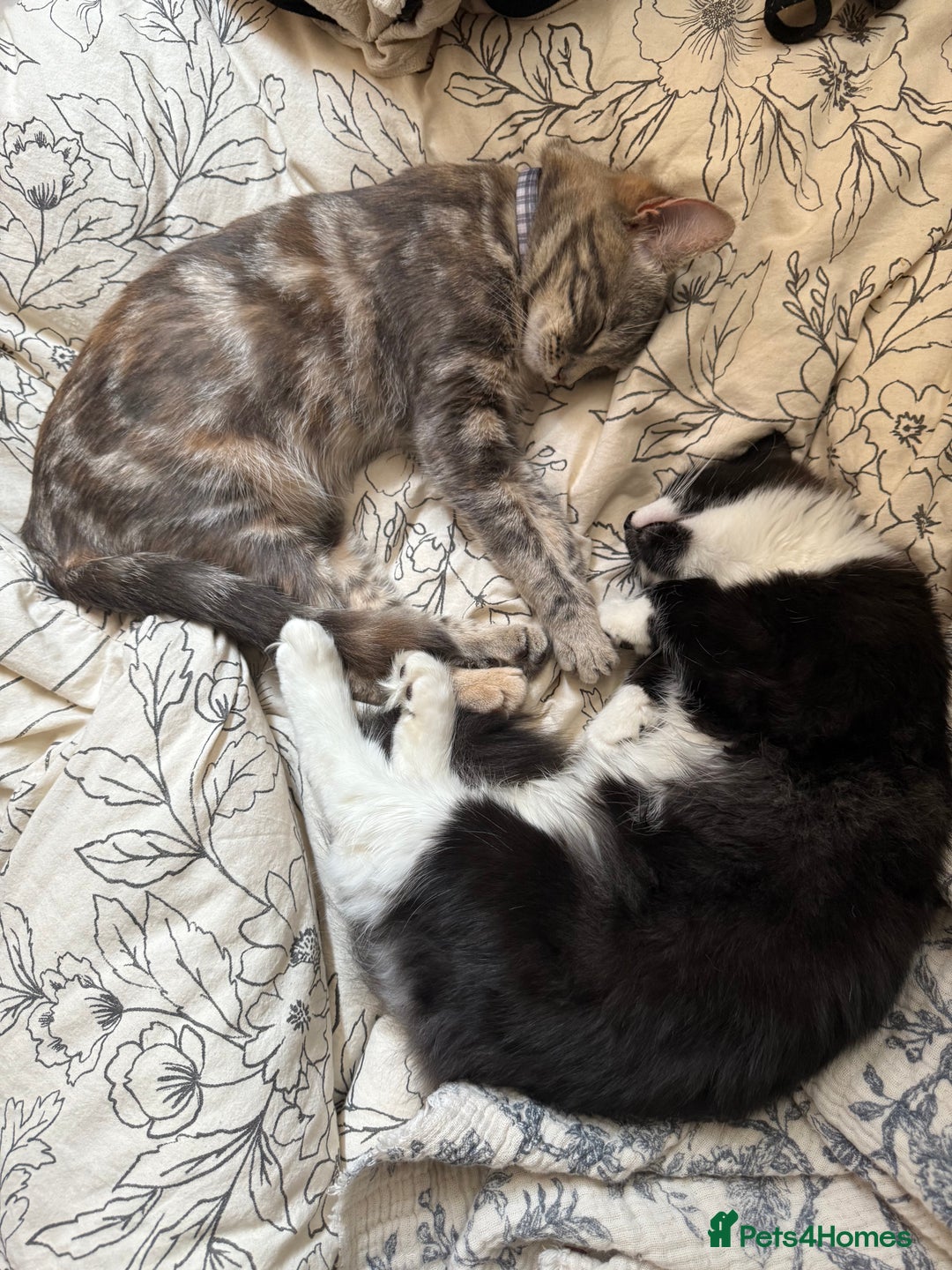 British Longhair cats for sale: Beautiful male kitten Koa  - Image 2