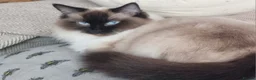Ragdoll cats for sale: Ragdoll kittens in Newport - Advert 5
