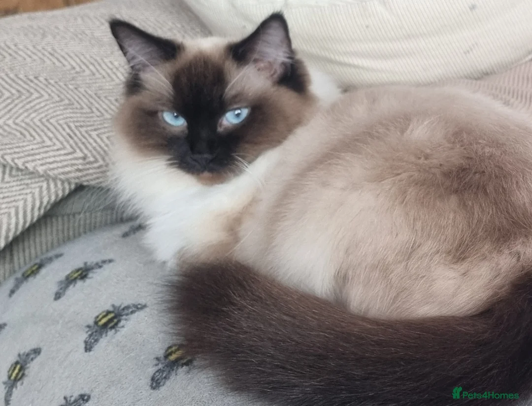Ragdoll cats for sale: Ragdoll kittens in Newport - Advert 5
