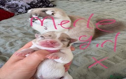 Chihuahua dogs for sale: 💕Stunning chihuahua pups 💕 - Image 12