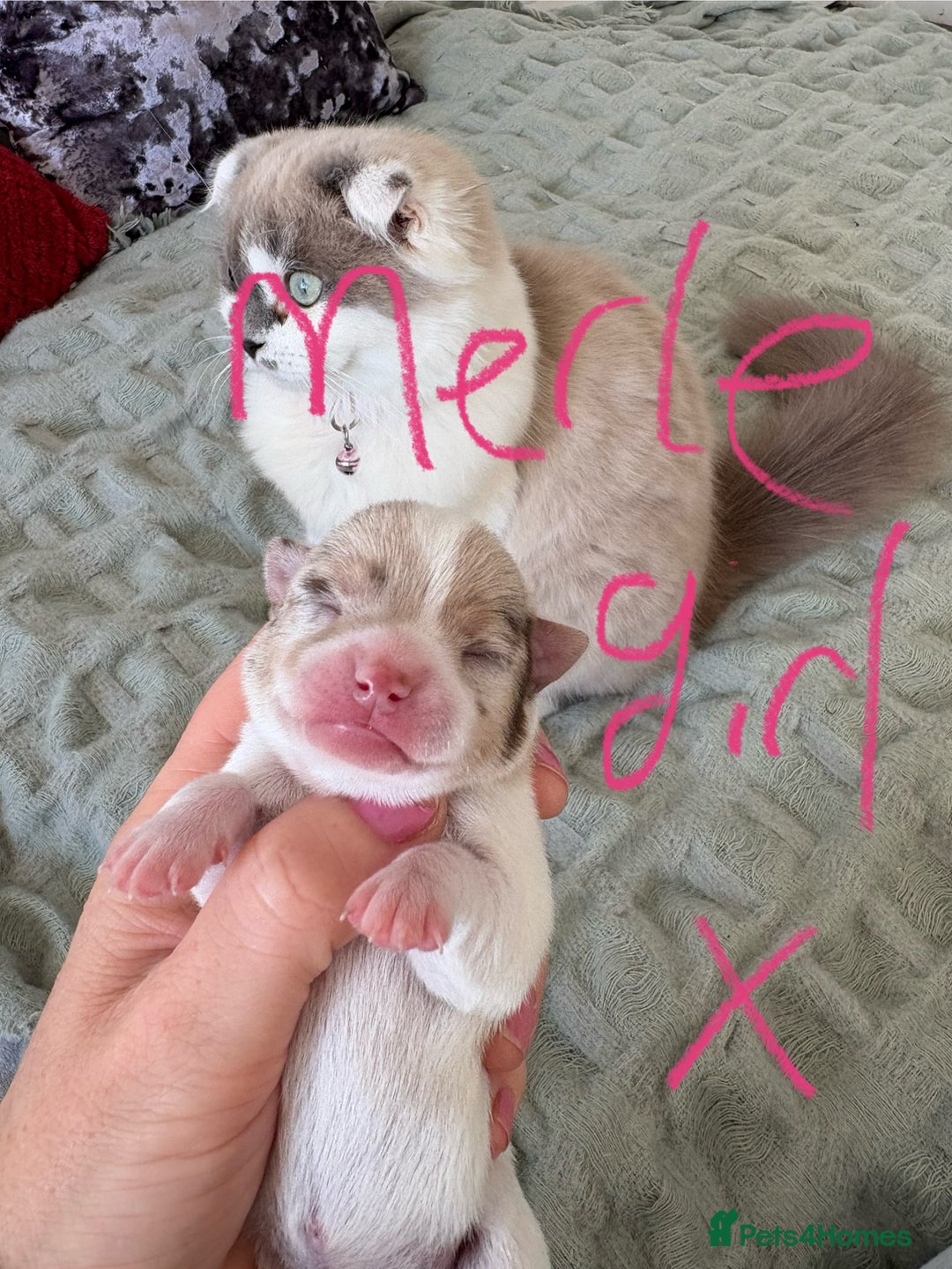 Chihuahua dogs for sale: 💕Stunning chihuahua pups 💕 - Image 12