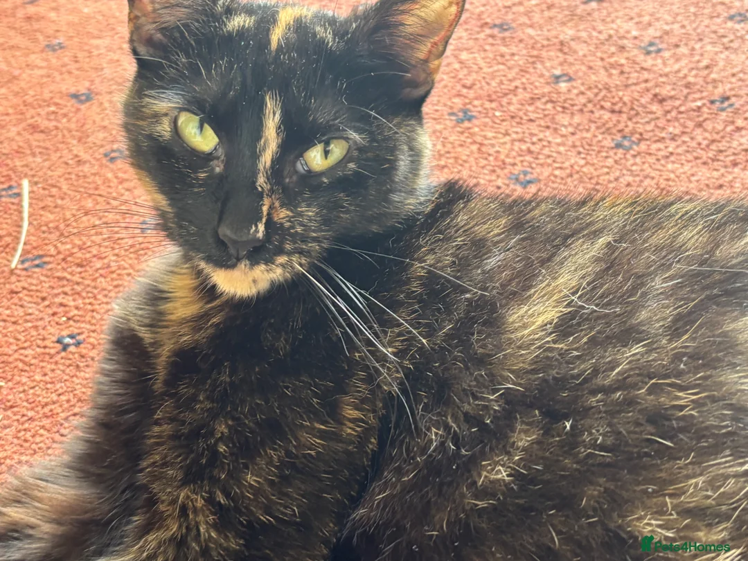 Mixed Breed cats for sale: Fluffy chunky kittens  - Advert 2