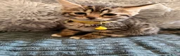 Bengal cats for sale: Bengal mix kittens  in Prestatyn - Advert 6