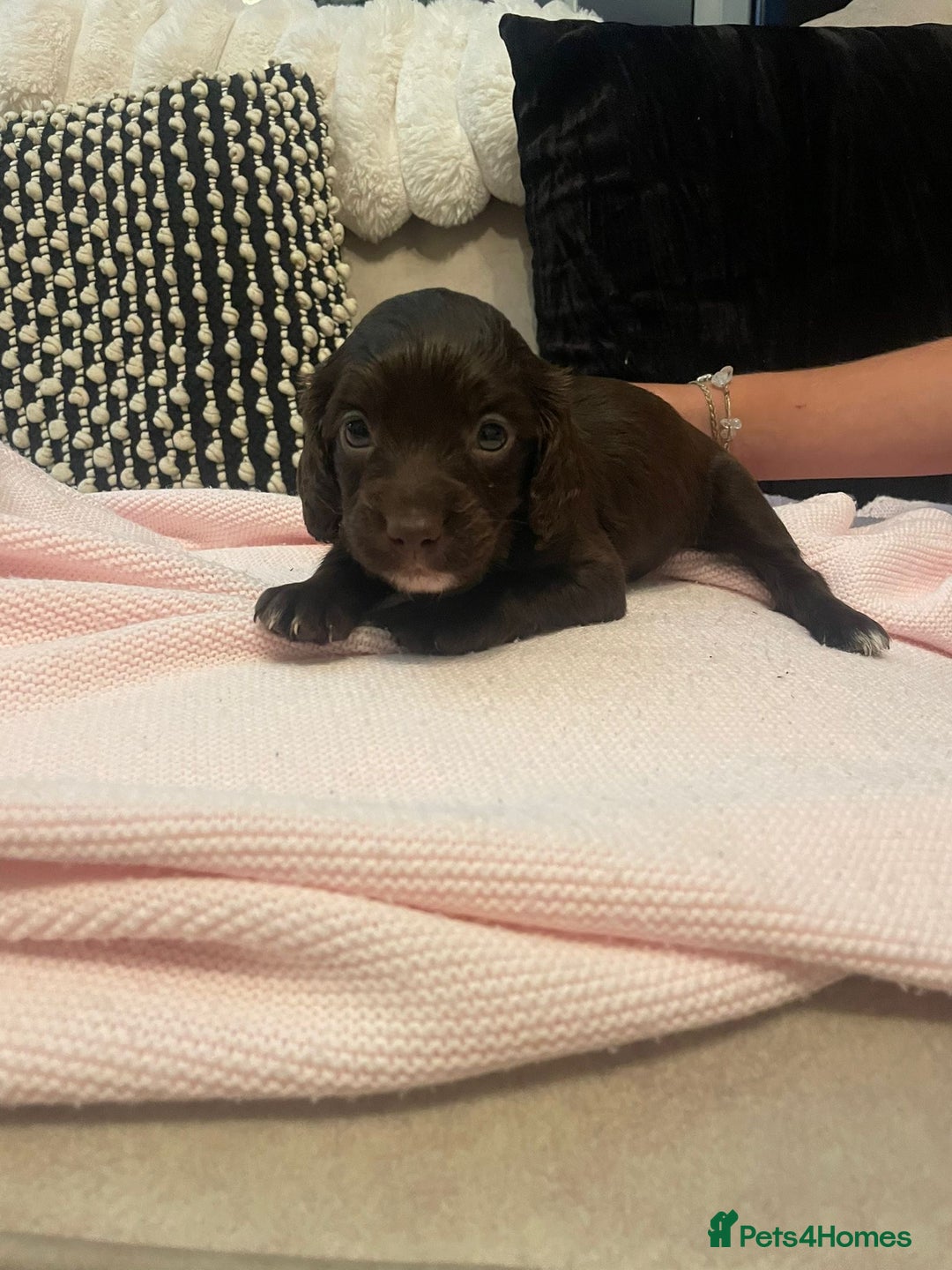 Cockapoo dogs for sale: 4 Stunning and Healthy cockapoos *2 girls 2boys* - Image 21