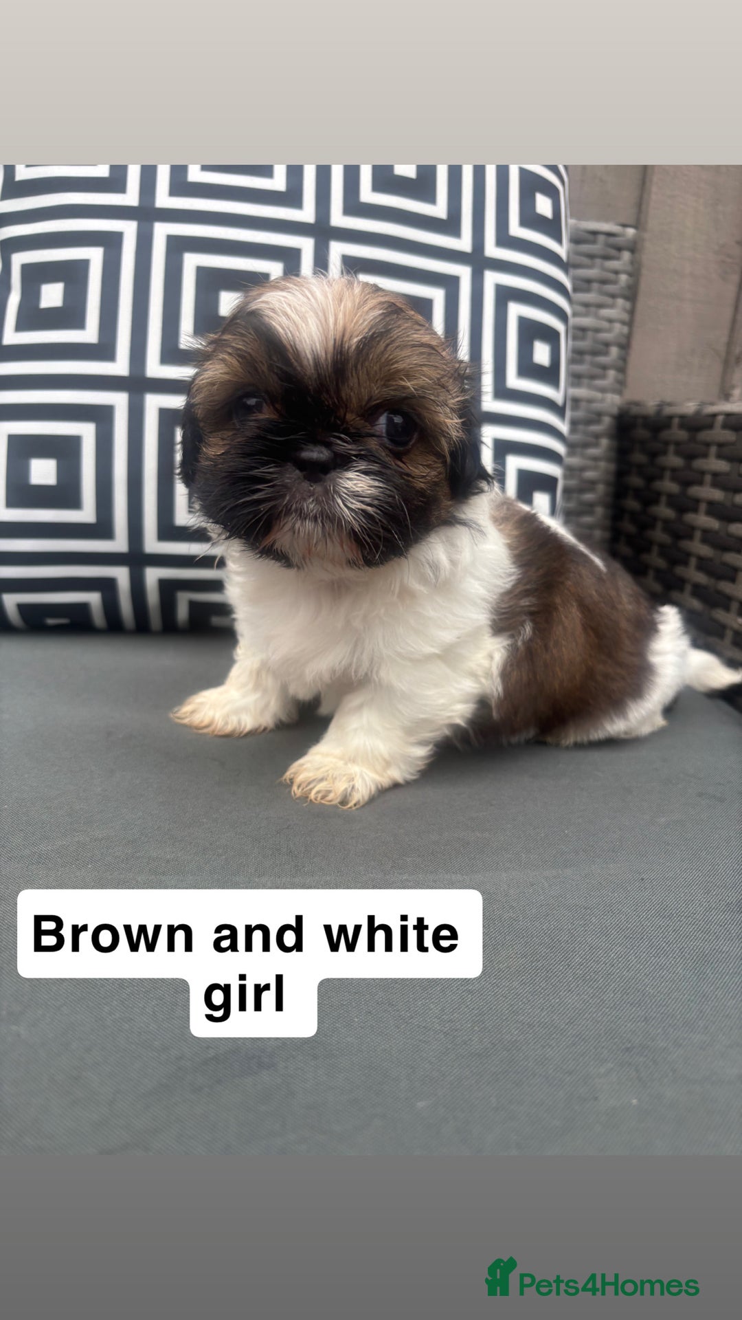 Shih Tzu dogs for sale: Shih tzu  - Image 11