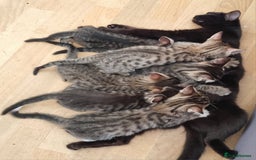 Mixed Breed cats for sale: Six beautiful short-haired tabby kittens. - Image 4