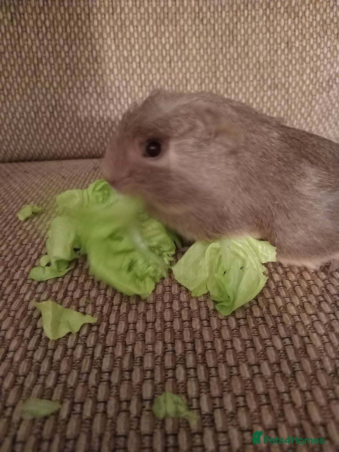 Guinea Pig rodents for sale: 4 girls ready 27th jan - Advert 1
