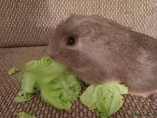 Guinea Pig rodents 4 girls ready 27th jan - Advert 4